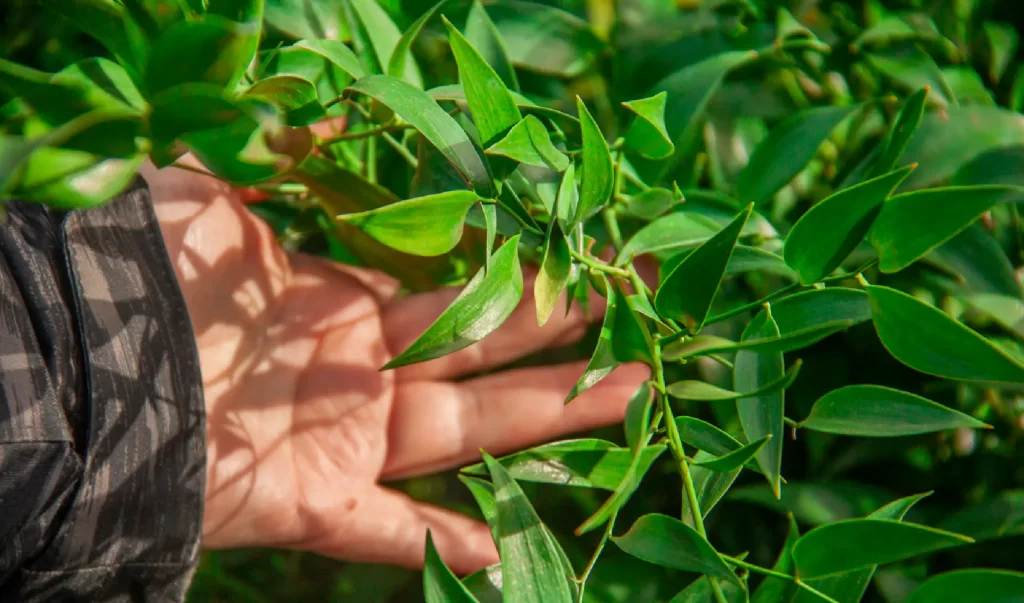 Mano seleccionando hojas de Ruscus Italiano en Patagonia Vital, cultivo familiar en Lago Ranco