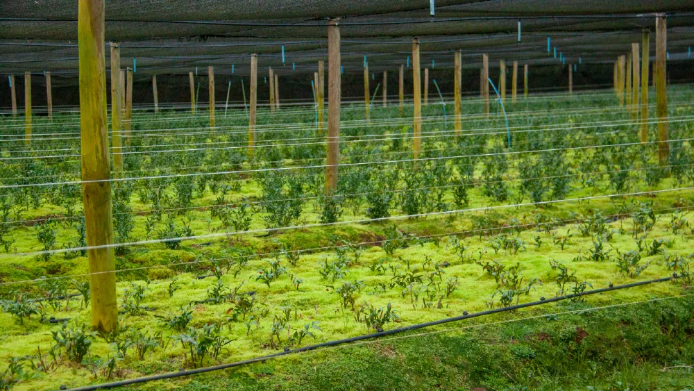 Cultivo de Ruscus Italiano en Lago Ranco, Patagonia chilena – invernadero con manejo sustentable y suelos húmedos